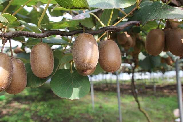How to Grow Kiwi from Seeds